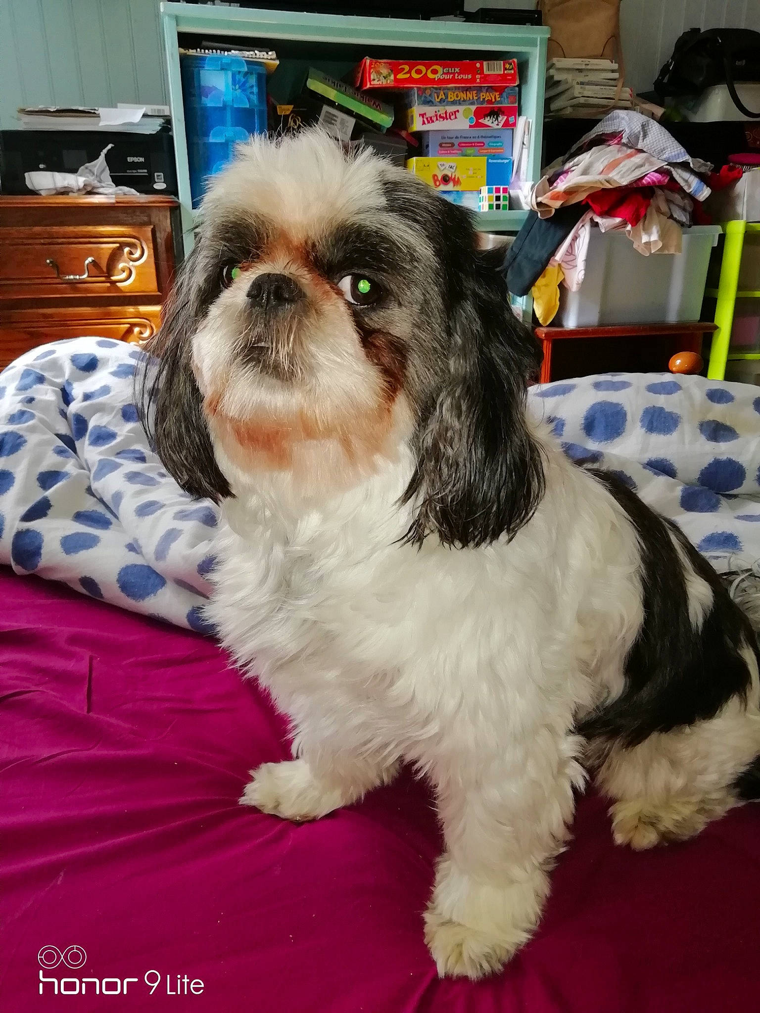 Ipso a rejoint le concours — aidez-le/la à gagner de superbes lots ! canidae, carnivore, chinese_imperial_dog, companion_dog, dog, dog_breed, kyi_leo, lowchen, mal_shi, maltepoo, mammal, non_sporting_group, pekapoo, puppy, rare_breed_dog, shih_tzu, snout, sporting_group, toy_dog, vertebrate