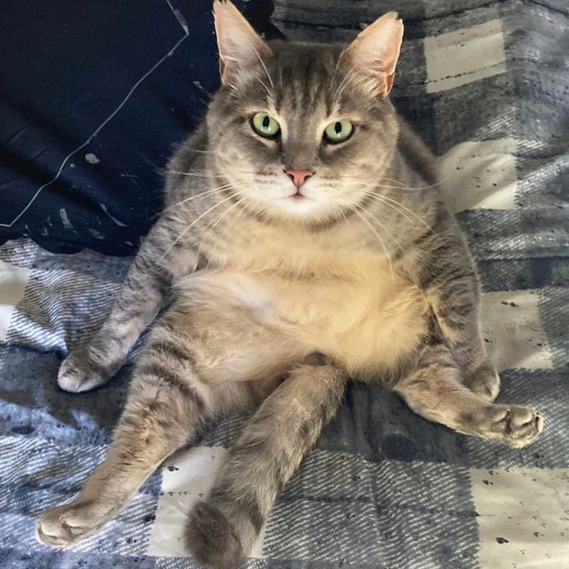 Le Gros a rejoint le concours — aidez-le/la à gagner de superbes lots ! bed, blanket, cat, chubby_cat, close_up, cozy, domestic_cat, fur, green_eyes, indoor, looking_at_camera, paws, pet, plaid_pattern, portrait, relaxed, sitting, tabby_cat, tail, whiskers