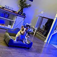 Chico joined the competition — help win amazing prizes! french_bulldog, dog, pet, miniature_couch, living_room, blue_lighting, wooden_floor, family_sign, hats, shoes, baby_gate, stairs, plant, vase, home_decor, coat, sitting, indoor, floor, furniture
