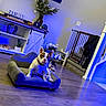french_bulldog, dog, pet, miniature_couch, living_room, blue_lighting, wooden_floor, family_sign, hats, shoes, baby_gate, stairs, plant, vase, home_decor, coat, sitting, indoor, floor, furniture