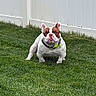 Chico joined the competition — help win amazing prizes! bulldog, dog, pet, grass, lawn, outdoor, fence, animal, canine, collar, white, brown, ears, four_legs, standing, alert, daylight, nature, cute, mammal