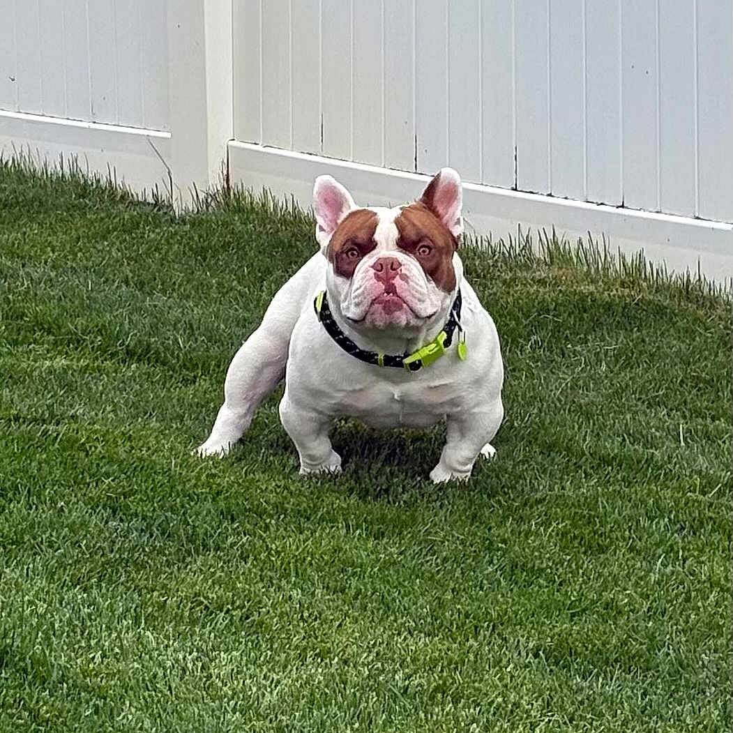 Chico joined the competition — help win amazing prizes! bulldog, dog, pet, grass, lawn, outdoor, fence, animal, canine, collar, white, brown, ears, four_legs, standing, alert, daylight, nature, cute, mammal