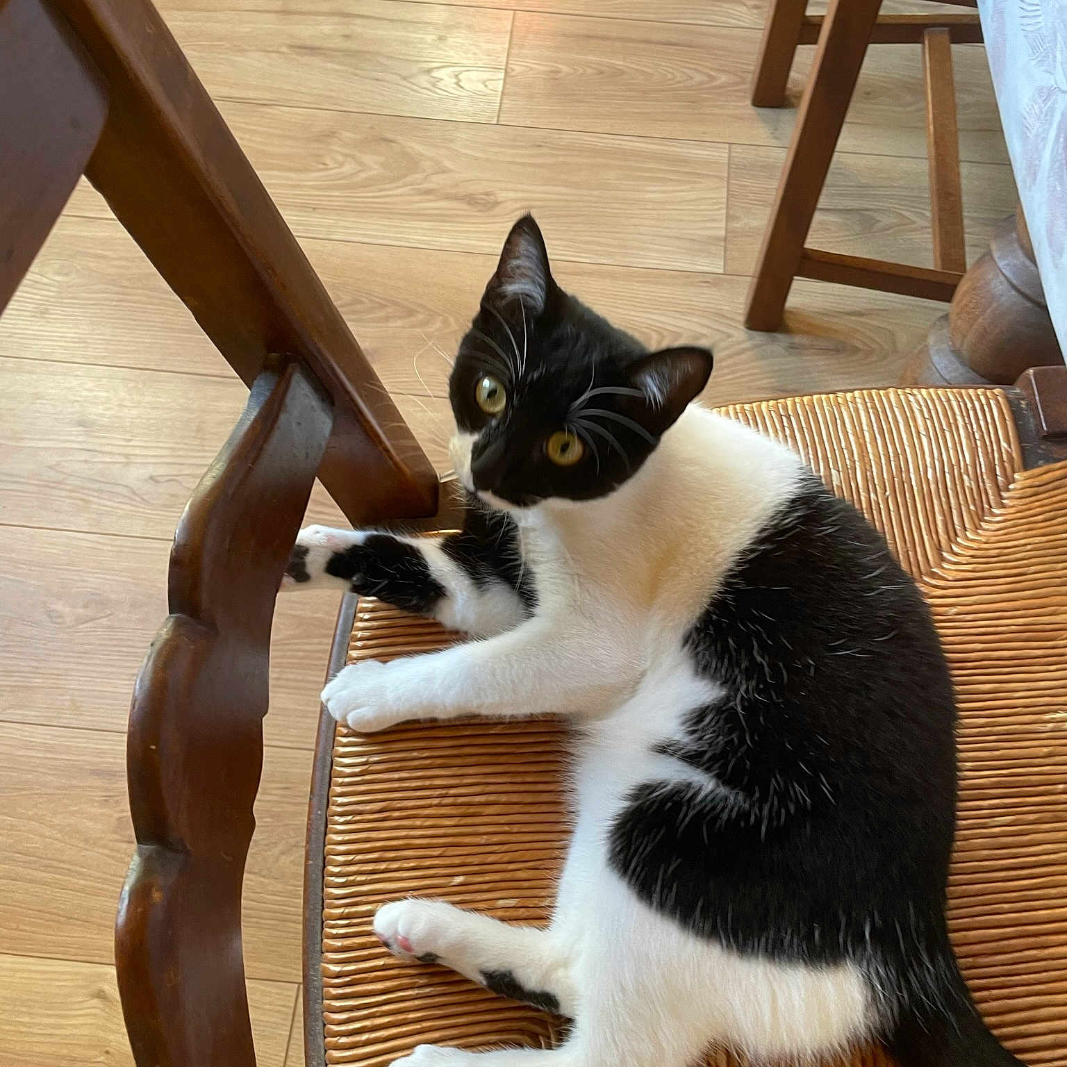 Missprincess a rejoint le concours — aidez-le/la à gagner de superbes lots ! carnivore, cat, cat_supply, chair, comfort, domestic_short_haired_cat, felidae, flooring, foot, fur, hardwood, human_leg, lap, small_to_medium_sized_cats, tail, thigh, whiskers, wood, wood_flooring, wood_stain