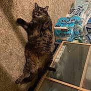 Sprinkles is registered to the contest to win money with this photo: art, automotive_tire, carnivore, cat, domestic_short_haired_cat, felidae, fur, grey, motor_vehicle, paw, small_to_medium_sized_cats, snout, tail, tire, whiskers, wood