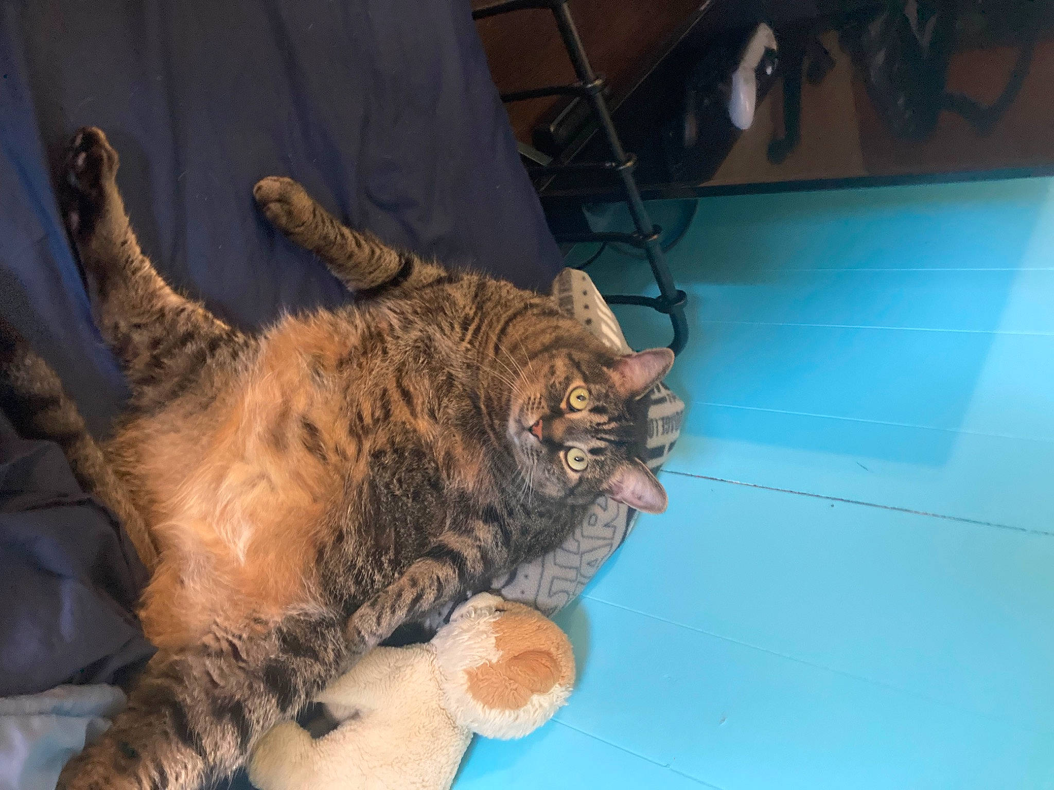 Sprinkles is registered to the contest to win money with this photo: big_cats, canidae, carnivore, cat, chair, claw, domestic_short_haired_cat, felidae, flooring, fur, gesture, paw, small_to_medium_sized_cats, snout, tail, terrestrial_animal, whiskers, wood