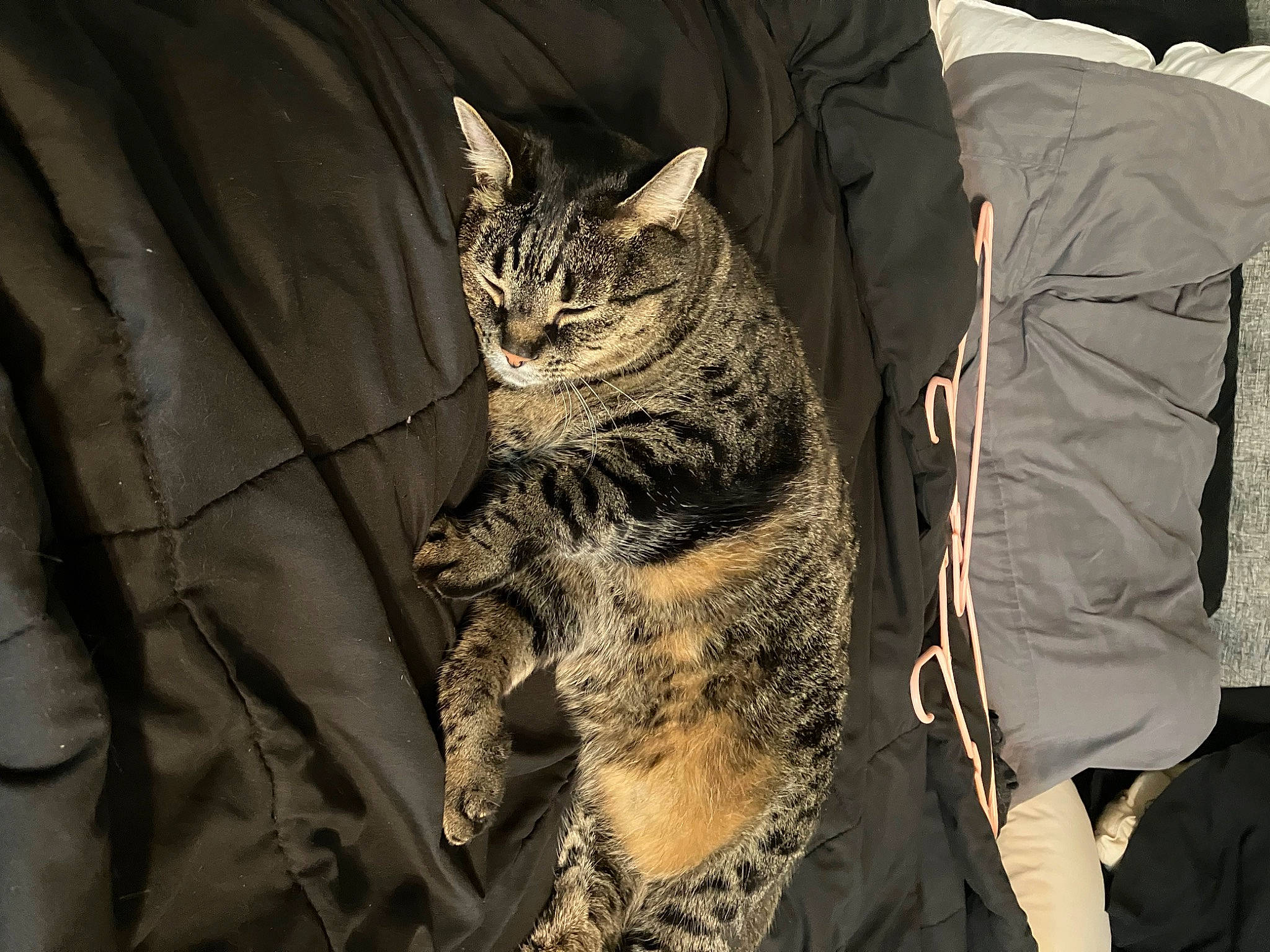 Sprinkles is registered to the contest to win money with this photo: big_cats, bobcat, carnivore, cat, claw, comfort, darkness, domestic_short_haired_cat, felidae, fur, grey, lynx, sleeve, small_to_medium_sized_cats, snout, tail, terrestrial_animal, tree, whiskers, wildlife