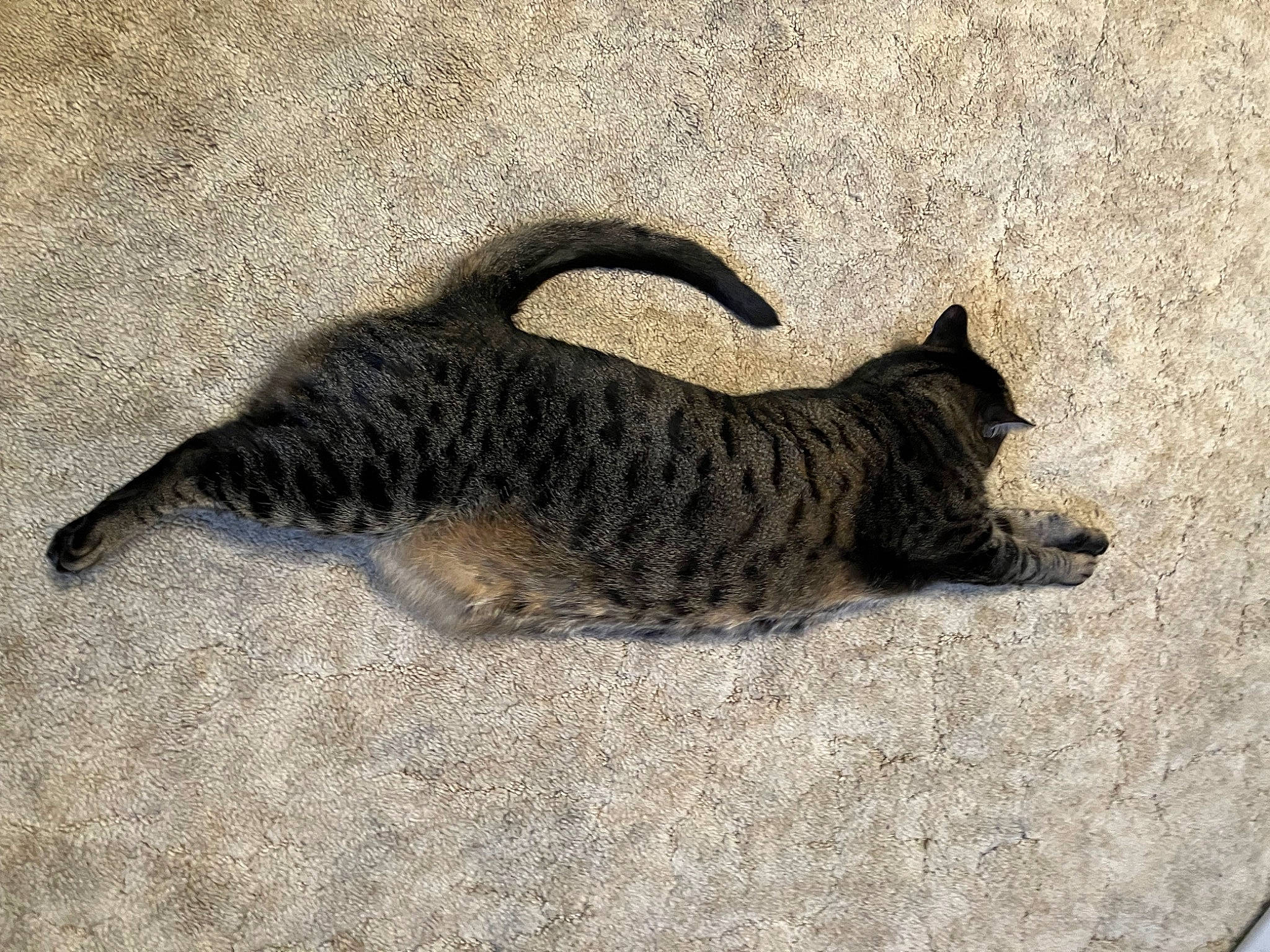 Sprinkles joined the competition — help win amazing prizes! canidae, carnivore, cat, claw, domestic_short_haired_cat, eye, felidae, fur, paw, shadow, small_to_medium_sized_cats, snout, soil, tail, terrestrial_animal, whiskers, wildlife