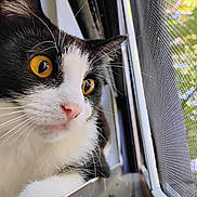 Bunny joined the competition — help win amazing prizes! animal, black_and_white, cat, close_up, curious, domestic_cat, face, fur, indoor, looking_out, mesh_screen, natural_light, pet, pink_nose, portrait, side_view, whiskers, window, yellow_eyes