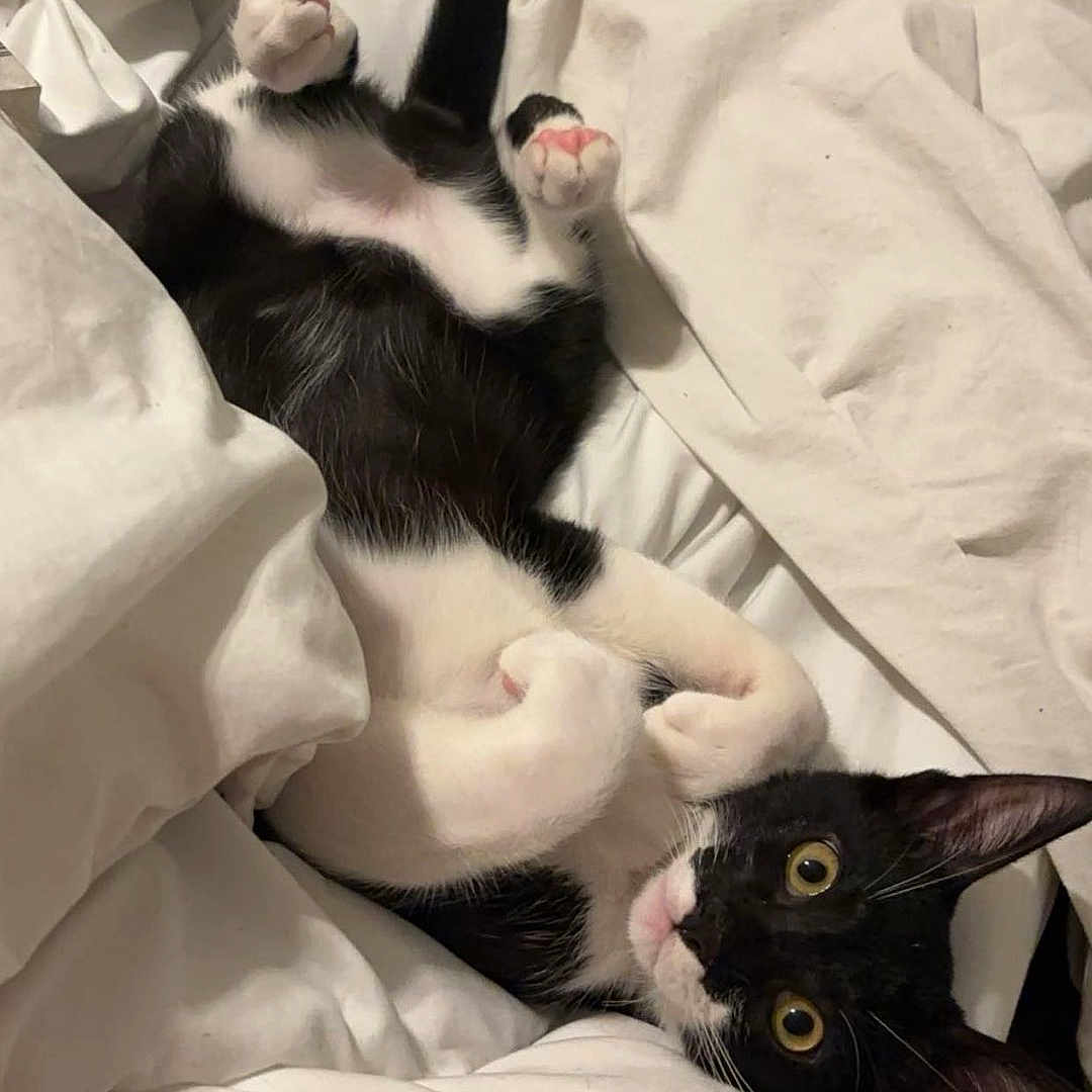 Casbah a rejoint le concours — aidez-le/la à gagner de superbes lots ! abyssinian, animal, bed, bedroom, blackcat, blanket, cat, couch, cushion, furniture, homedecor, indoors, kitten, manx, person, pet, quilt, room, sleeping, white