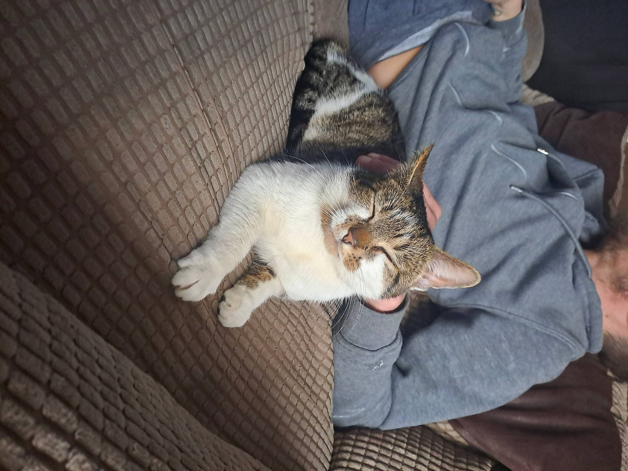 Whiskers joined the competition — help win amazing prizes! carnivore, cat, claw, comfort, dog_breed, domestic_short_haired_cat, ear, fawn, felidae, fur, gesture, human_leg, lap, nap, paw, sitting, small_to_medium_sized_cats, tail, whiskers, wood