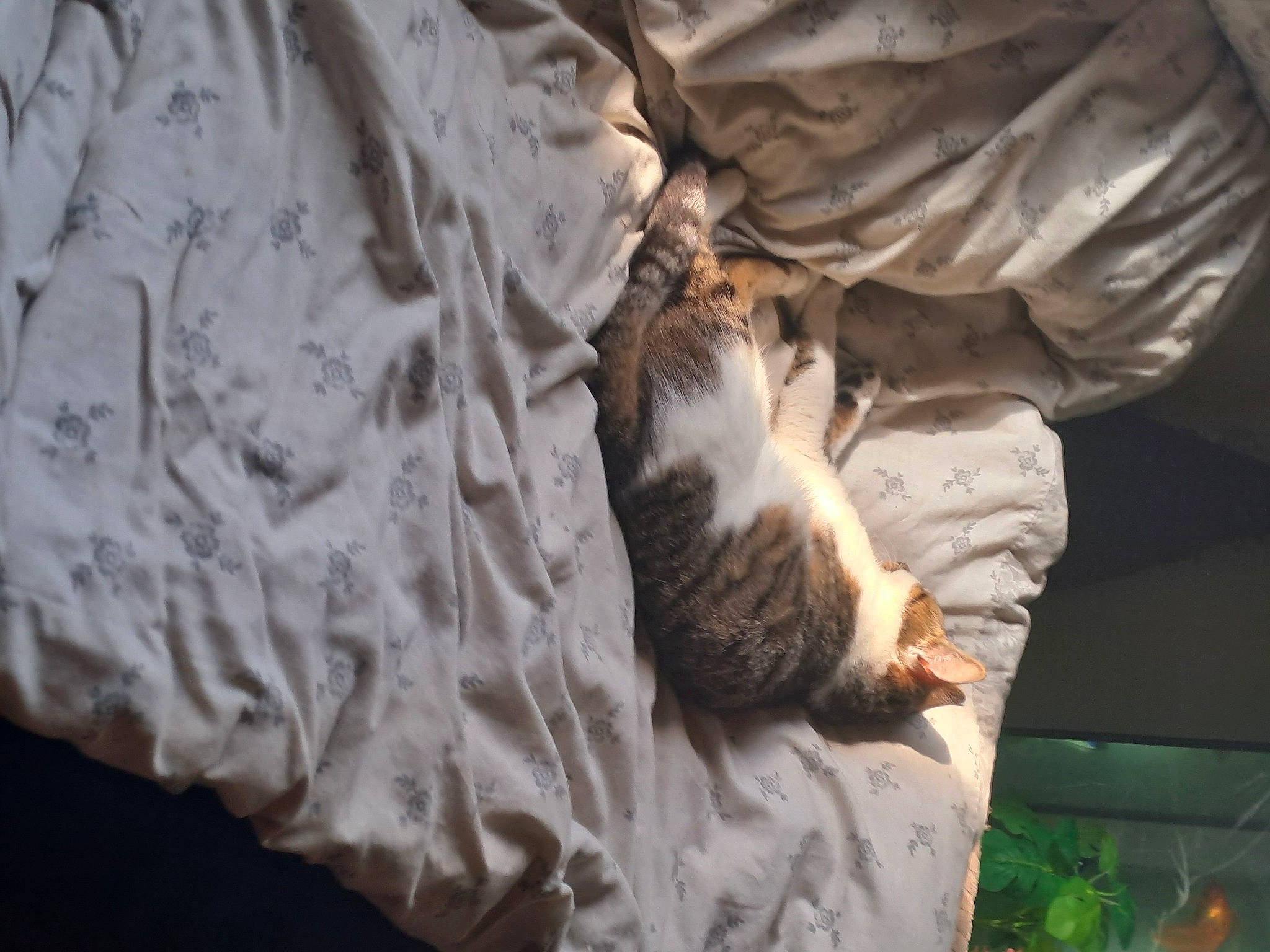 Whiskers is registered to the contest to win money with this photo: brown, carnivore, cat, comfort, domestic_short_haired_cat, felidae, fur, linens, pattern, paw, room, sleeve, small_to_medium_sized_cats, sporting_group, tail, terrestrial_animal, textile, whiskers, wood