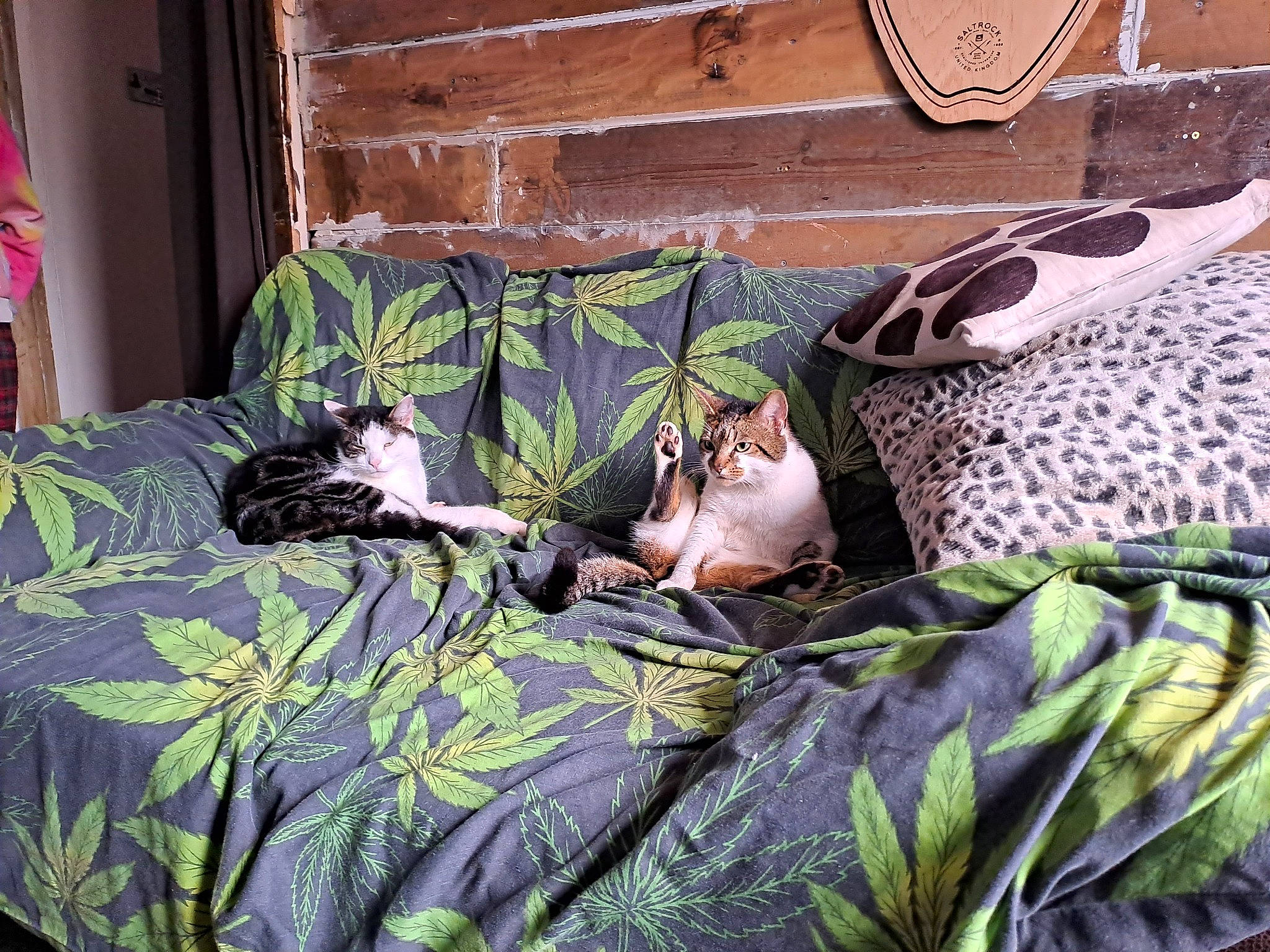 Whiskers joined the competition — help win amazing prizes! bag, bed, bed_sheet, bedding, bedroom, carnivore, comfort, eyewear, felidae, fur, grass, linens, mammal, military_camouflage, nap, pattern, room, sleep, small_to_medium_sized_cats, sporting_group