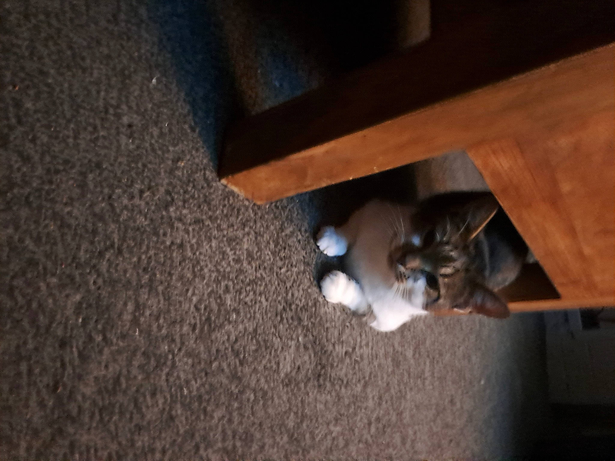 Whiskers joined the competition — help win amazing prizes! beam, carnivore, cat, ceiling, darkness, drawer, felidae, flooring, hardwood, human_leg, plywood, room, shelf, small_to_medium_sized_cats, sporting_group, table, varnish, whiskers, wood, wood_stain