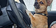 Sid joined the competition — help win amazing prizes! brown_dog, building, car_interior, collar, cute, dog, hand, inside_car, jeans, keychain, keys, paw, person, pet, seat, serious_expression, sitting, small_dog, steering_wheel, window
