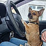 brown_dog, building, car_interior, collar, cute, dog, hand, inside_car, jeans, keychain, keys, paw, person, pet, seat, serious_expression, sitting, small_dog, steering_wheel, window