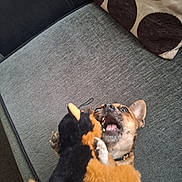 Sid is registered to the contest to win money with this photo: animal, black, brown, closeup, collar, couch, dog, expression, fabric, fun, furniture, indoor, mouth_open, orange, paw, pet, pillow, playful, teeth, toy