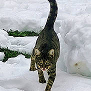 Buffy a rejoint le concours — aidez-le/la à gagner de superbes lots ! cat, tabby, snow, outdoor, animal, pet, walking, green_eyes, tail, winter, nature, fur, mammal, stripes, grass, cold, daylight, curious, exploring, ground