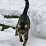 cat, tabby, snow, outdoor, animal, pet, walking, green_eyes, tail, winter, nature, fur, mammal, stripes, grass, cold, daylight, curious, exploring, ground