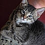 Finley Eugene joined the competition — help win amazing prizes! kitten, cat, tabby, fur, animal, pet, shoe, camouflage, paw, whiskers, ears, closeup, indoor, cute, young, mammal, curious, domestic, face, clinging