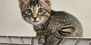 Finley Eugene is registered to the contest to win money with this photo: kitten, cat, tabby, pet, animal, indoor, crate, curious, whiskers, ears, feline, young, cute, fur, closeup, portrait, playful, gray, small, looking