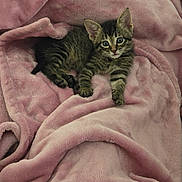 Finley Eugene is registered to the contest to win money with this photo: kitten, tabby, cat, pet, animal, cute, fur, whiskers, ears, eyes, blanket, pink, soft, cozy, resting, indoor, young, small, cute_animal, sleeping_area