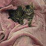 kitten, tabby, cat, pet, animal, cute, fur, whiskers, ears, eyes, blanket, pink, soft, cozy, resting, indoor, young, small, cute_animal, sleeping_area