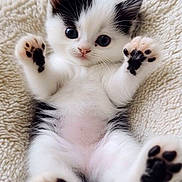 Felipe is registered to the contest to win money with this photo: kitten, cat, black_and_white, paw_pads, fluffy, cute, pet, animal, lying_down, blanket, cozy, soft, young, indoor, fur, whiskers, small, relaxed, playful, adorable