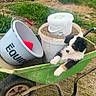 puppy, dog, wheelbarrow, bucket, feed, pellets, horse, grass, farm, outdoor, animal, green, brown, white, black, cute, young, pet, rural, nature