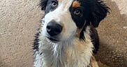 Ayko participe au concours pour gagner de l'argent avec cette photo : dog, wet, curious, looking_up, black_and_white, brown_markings, puppy, concrete_floor, damp, outdoor, pet, animal, fur, ears, snout, sitting, young, adorable, canine, eyes