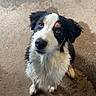 dog, wet, curious, looking_up, black_and_white, brown_markings, puppy, concrete_floor, damp, outdoor, pet, animal, fur, ears, snout, sitting, young, adorable, canine, eyes