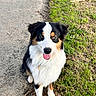 Ayko a rejoint le concours — aidez-le/la à gagner de superbes lots ! dog, canine, fluffy, black, white, brown, grass, sidewalk, outdoor, pet, animal, sitting, tongue_out, fur, ears, eyes, nature, daylight, cute, happy