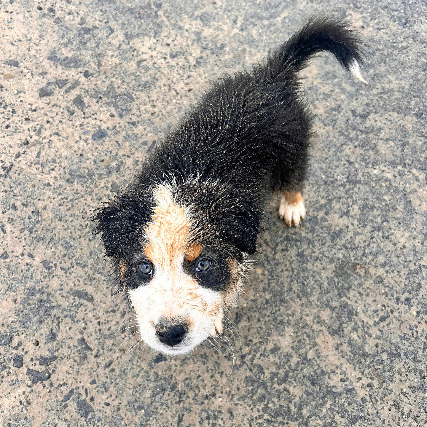 Ayko participe au concours pour gagner de l'argent avec cette photo : puppy, dog, wet_fur, muddy, outdoor, concrete, looking_up, black_fur, white_fur, brown_fur, tail, small_dog, young_dog, curious, cute, animal, pet, fur, canine, adorable