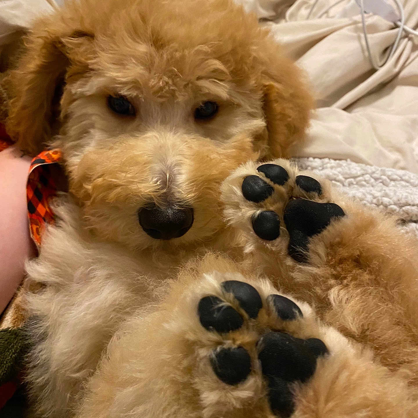 Clover is registered to the contest to win money with this photo: animal, ball, bed, bedroom, canine, couch, dog, furniture, indoors, person, pet, poodle, puppy, room, sleeping, sport, tennis, tennisball, terrier, whitedog