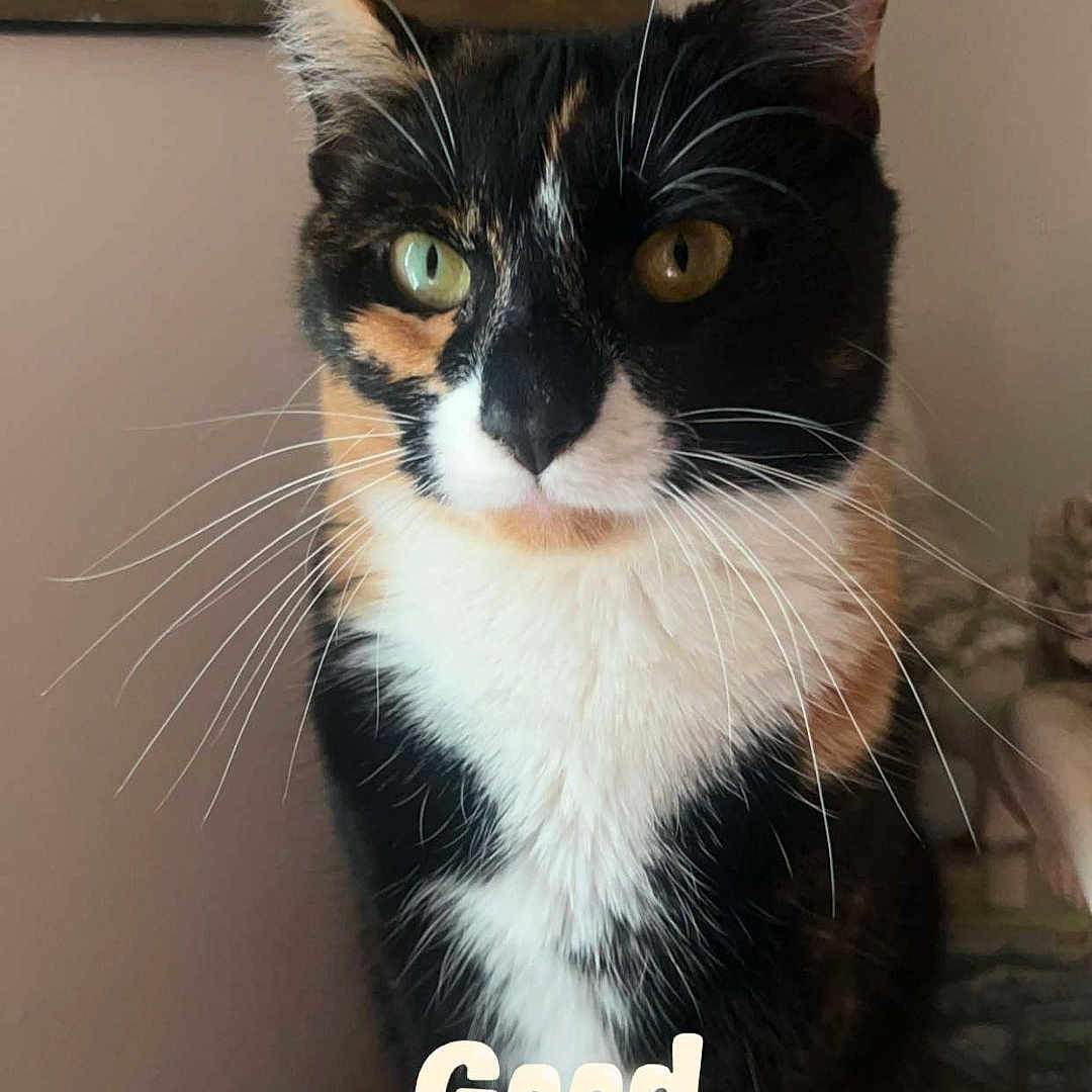 Juniper is registered to the contest to win money with this photo: abyssinian, advertisement, animal, cat, envelope, face, furniture, greetingcard, head, kitten, mail, manx, person, pet, photoframe, photography, portrait, poster, snout, text