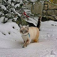 Blanchette a rejoint le concours — aidez-le/la à gagner de superbes lots ! cat, snow, winter, blue_eyes, animal, outdoor, nature, feline, fur, walking, snow_covered, plant, branch, rock, wall, cold, daylight, pet, curious, forest