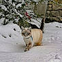 cat, snow, winter, blue_eyes, animal, outdoor, nature, feline, fur, walking, snow_covered, plant, branch, rock, wall, cold, daylight, pet, curious, forest