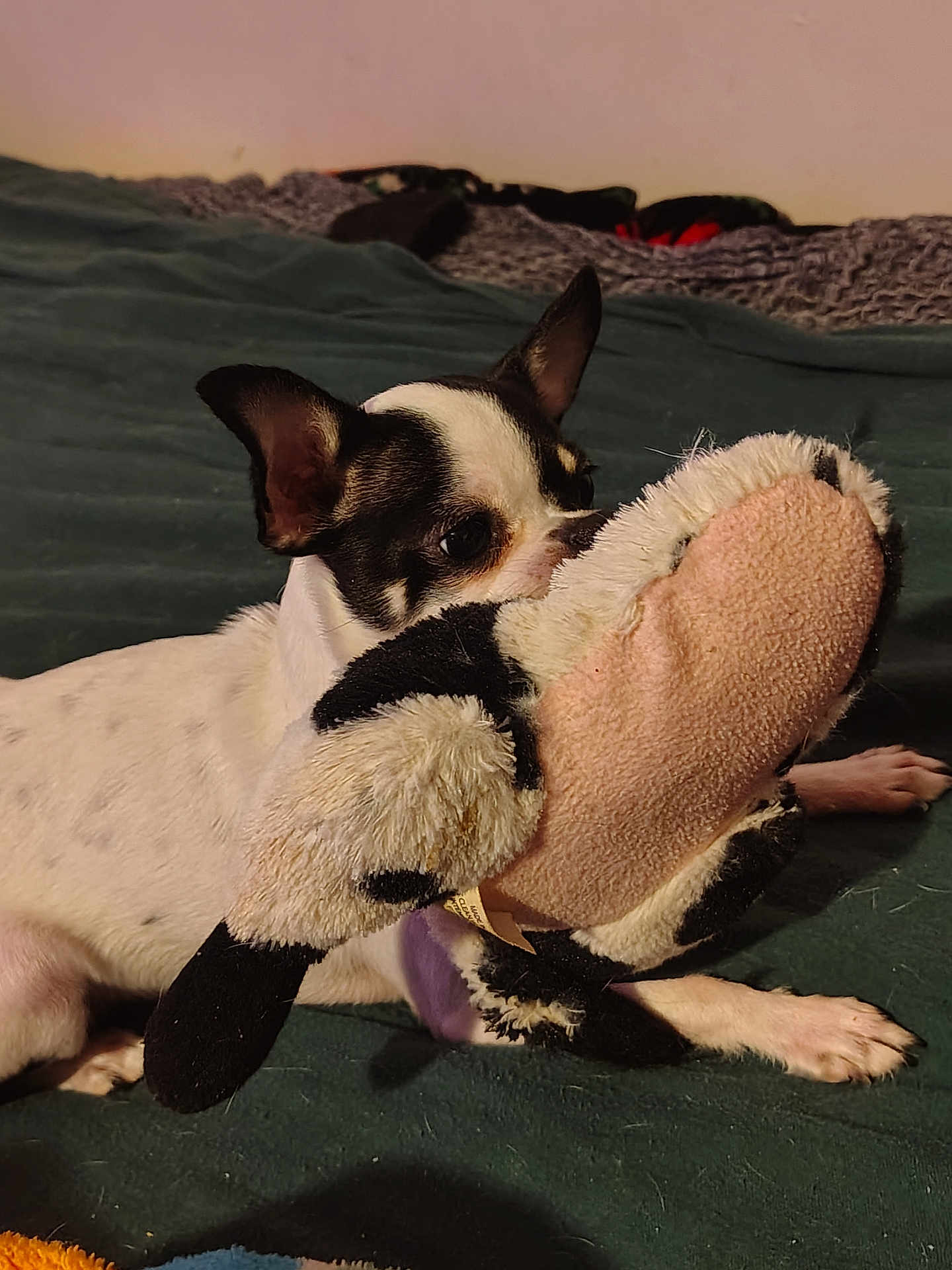 Chloe joined the competition — help win amazing prizes! dog, chihuahua, pet, stuffed_animal, toy, bed, blanket, fur, black_and_white, small_dog, cute, lying_down, nose, eye, ear, paw, indoor, sleepy, playful, cuddling