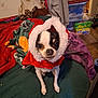 Chloe joined the competition — help win amazing prizes! dog, chihuahua, pet, santa_hat, costume, holiday, blanket, bed, indoor, pet_clothing, small_dog, eyes, face, paws, fur, looking_at_camera, festive, hood, cozy, cluttered_background