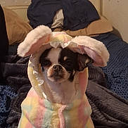 Chloe is registered to the contest to win money with this photo: dog, chihuahua, small_dog, pet, costume, bunny_ears, hood, pastel_colors, pajamas, bed, blanket, indoor, cute, portrait, animal, clothing, cozy, black_and_white_face, snout, ears