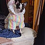 Chloe is registered to the contest to win money with this photo: dog, chihuahua, small_dog, pet, clothing, hoodie, pastel_stripes, bed, mattress, blanket, indoor, ears, black_and_white, cute, sitting, pet_bed, fabric, ruffle_collar, shelf, toiletries