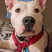 Sophie is registered to the contest to win money with this photo: animal, bed, blanket, blinds, blue_tag, canine, close_up, collar, dog, domestic_animal, ears, fur, indoor, looking, nose, pet, portrait, red_harness, white_dog, window