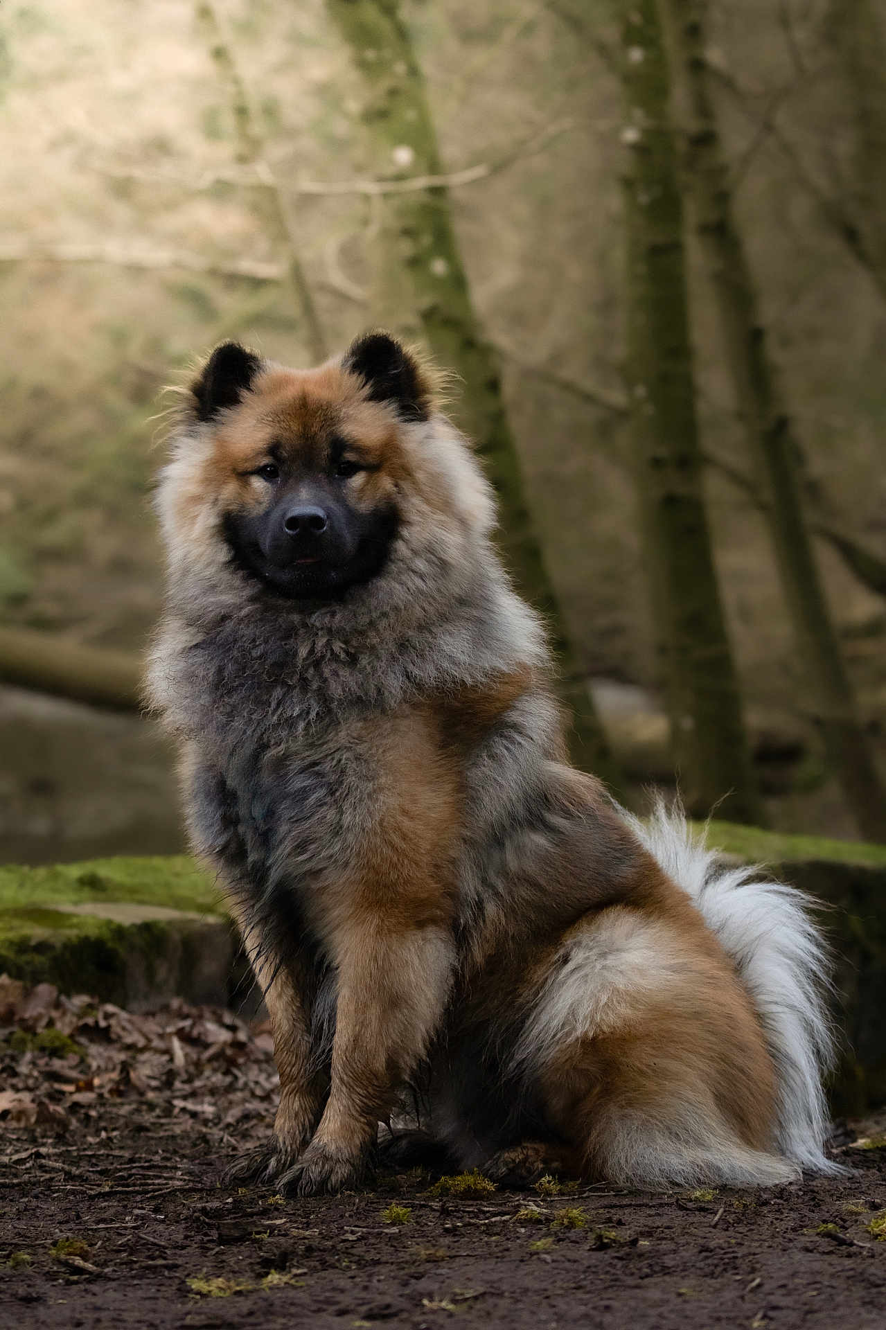 Kuzco a rejoint le concours — aidez-le/la à gagner de superbes lots ! dog, animal, fluffy, forest, nature, sitting, fur, outdoor, tree, canine, pet, wildlife, brown, tail, portrait, ground, mammal, quiet, calm, woods