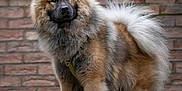 Kuzco participe au concours pour gagner de l'argent avec cette photo : dog, fluffy, brown, black, white, outdoor, steps, brick_wall, moss, fur, pet, canine, nature, portrait, standing, animal, leash, ears, tail, background