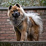 dog, fluffy, brown, black, white, outdoor, steps, brick_wall, moss, fur, pet, canine, nature, portrait, standing, animal, leash, ears, tail, background