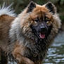 Kuzco a rejoint le concours — aidez-le/la à gagner de superbes lots ! dog, animal, water, outdoor, nature, fur, canine, pet, wet, tongue, eyes, forest, playful, happy, mammal, walking, closeup, brown, black, fluffy