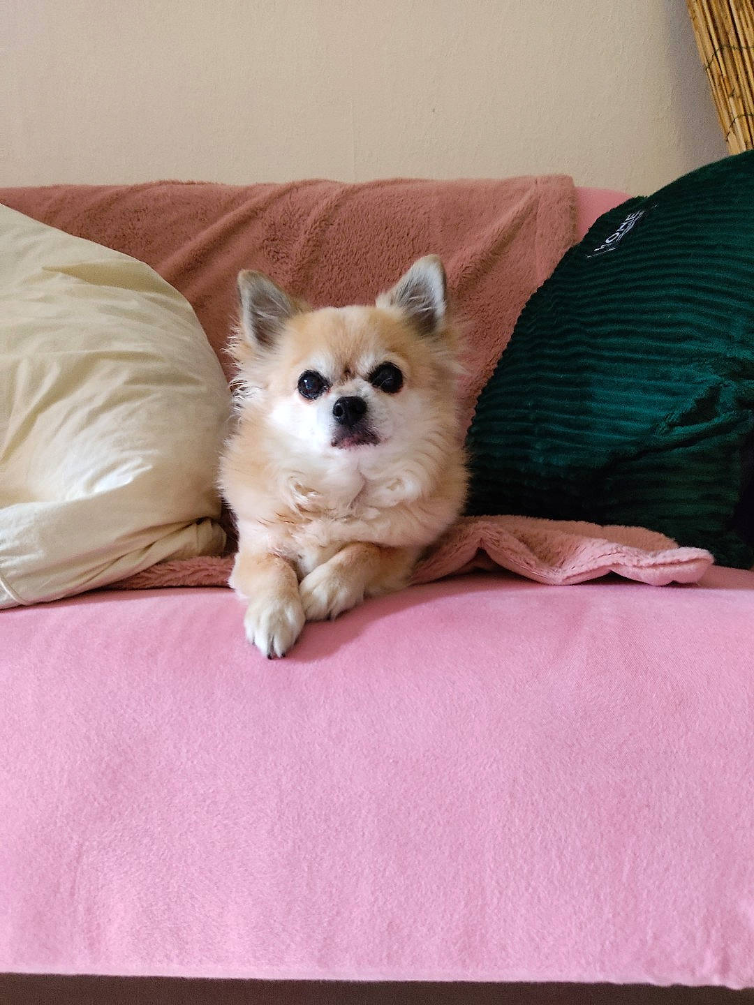 Joe a rejoint le concours — aidez-le/la à gagner de superbes lots ! bedding, canidae, carnivore, comfort, companion_dog, dog, dog_breed, dog_supply, duvet, fawn, fur, linens, paw, snout, sporting_group, tail, toy_dog, whiskers, wood, working_animal