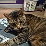 cat, tabby, pet, sleeping, lying_down, relaxed, whiskers, striped_fur, brown_fur, green_eyes, indoor, bed, blanket, bedroom, laundry_basket, leash, floor, home, close_up, cozy