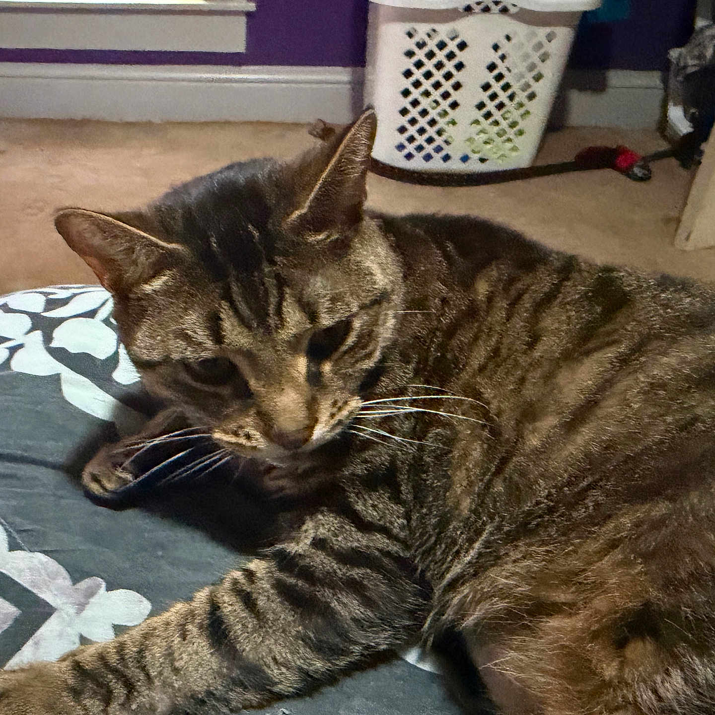 Stinky joined the competition — help win amazing prizes! cat, tabby, pet, sleeping, lying_down, relaxed, whiskers, striped_fur, brown_fur, green_eyes, indoor, bed, blanket, bedroom, laundry_basket, leash, floor, home, close_up, cozy