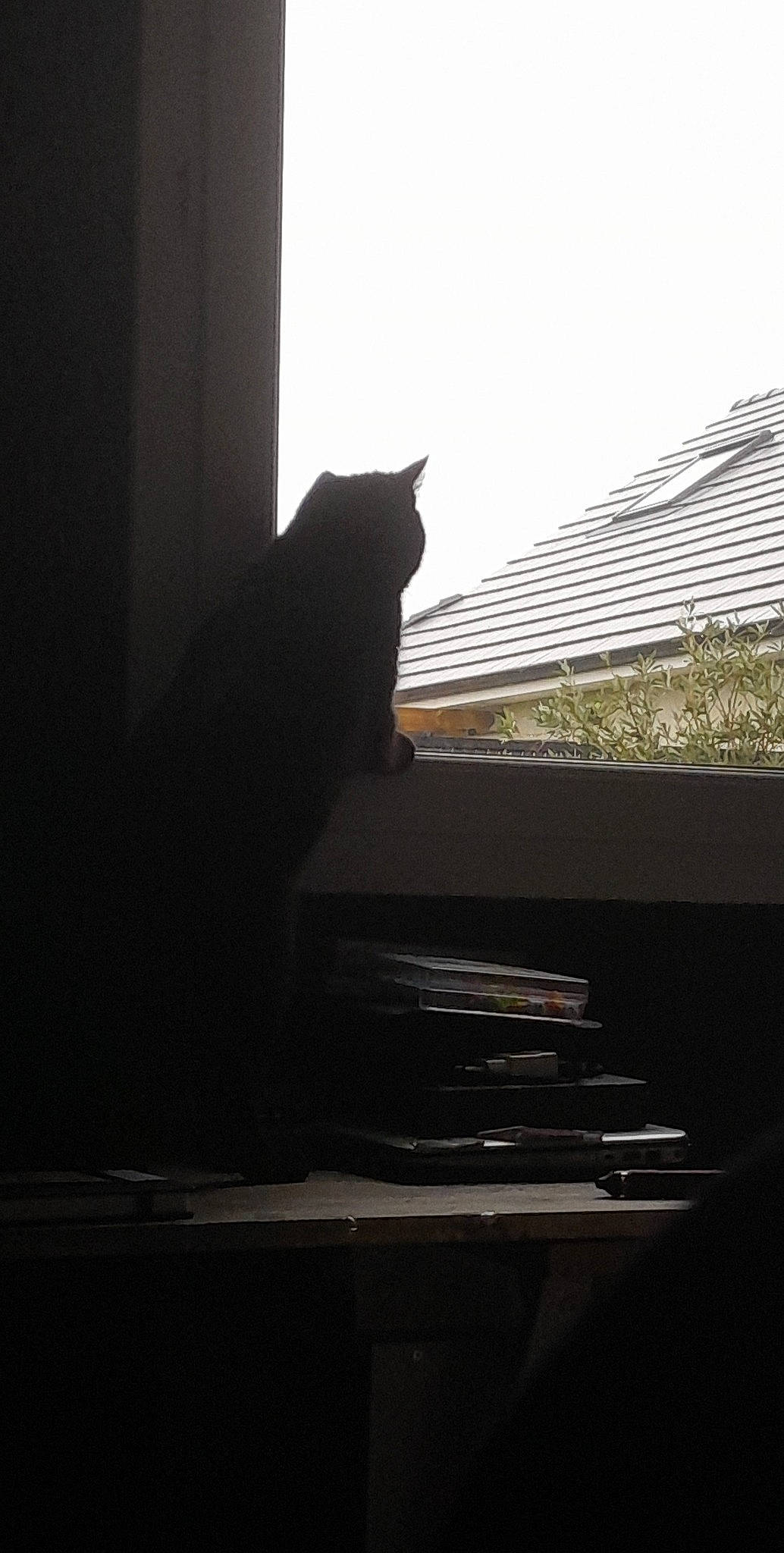 Chocolat a rejoint le concours — aidez-le/la à gagner de superbes lots ! building, carnivore, cat, comfort, darkness, felidae, monochrome, monochrome_photography, plant, room, shade, shadow, small_to_medium_sized_cats, tail, tints_and_shades, whiskers, window, window_blind, window_covering, wood