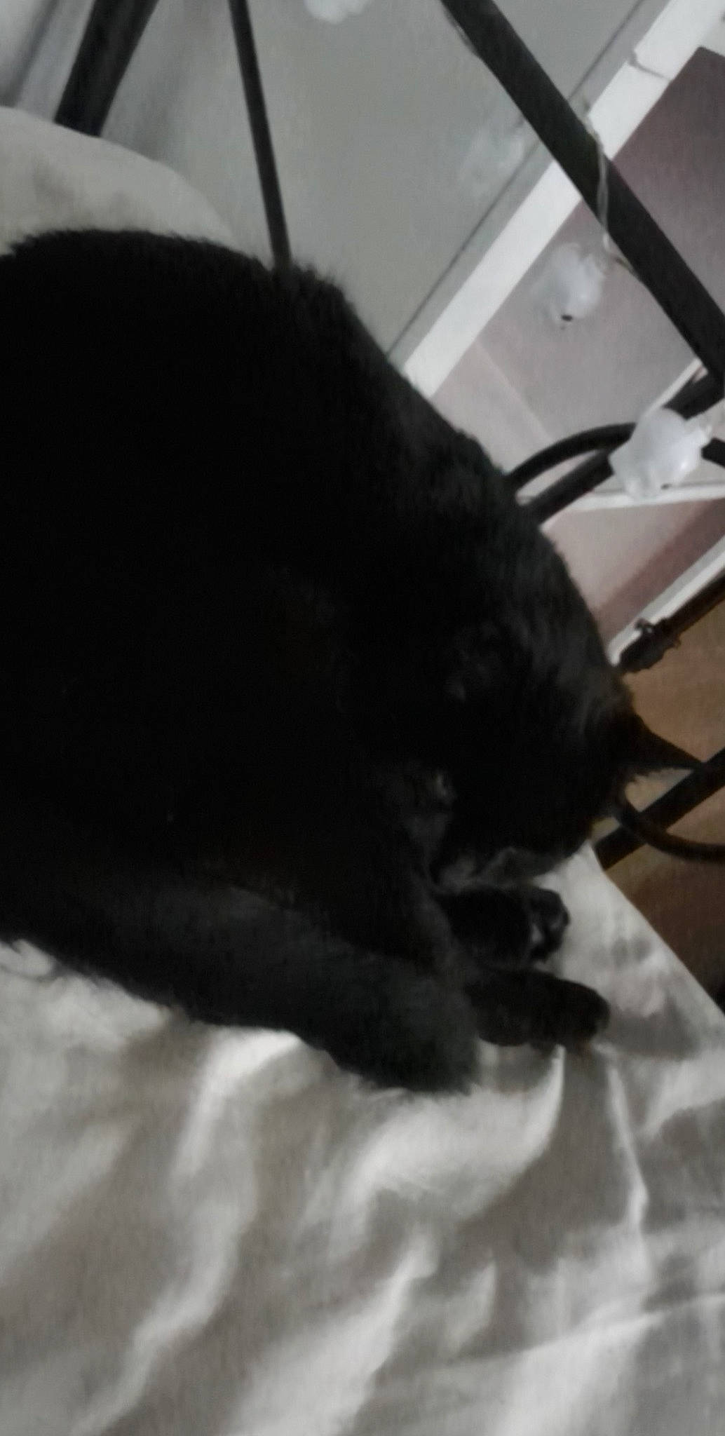 Chocolat a rejoint le concours — aidez-le/la à gagner de superbes lots ! black_cat, bombay, canidae, carnivore, cat, claw, comfort, dog_breed, domestic_short_haired_cat, felidae, fur, linens, nap, paw, sleep, small_to_medium_sized_cats, snout, tail, terrestrial_animal, whiskers